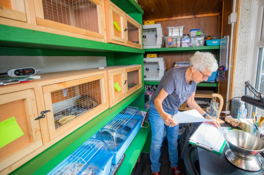 Alison Middleton looking through papers in a folder, next to a set of weighing scales, with rows of hutches and small animal containers containing hedgehogs behind her.