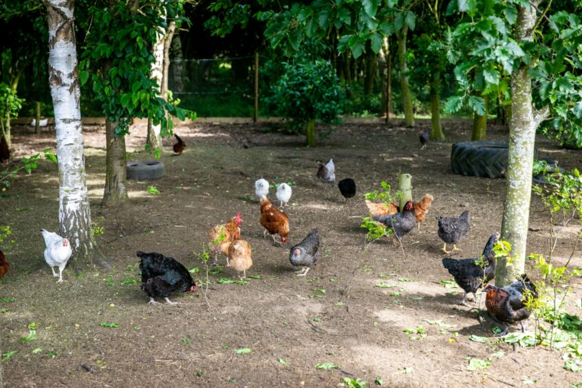 A group of hens on a path between trees at Morton of Pitmilly farm.