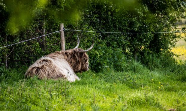 Highland Cattle at Riverside Nature Park.