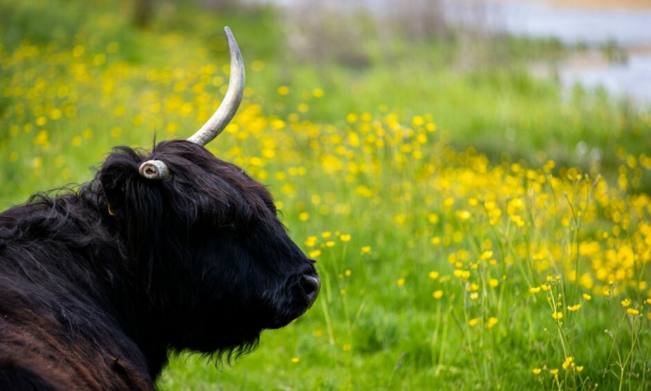 Highland Cattle at Riverside Nature Park.