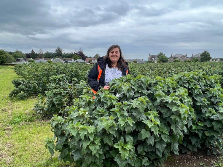 Amanda Moura among the blackcurrant plants at the James Hutton Institute. 