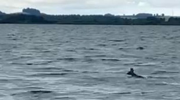 screenshot of deer swimming across the choppy waters of Loch Leven.
