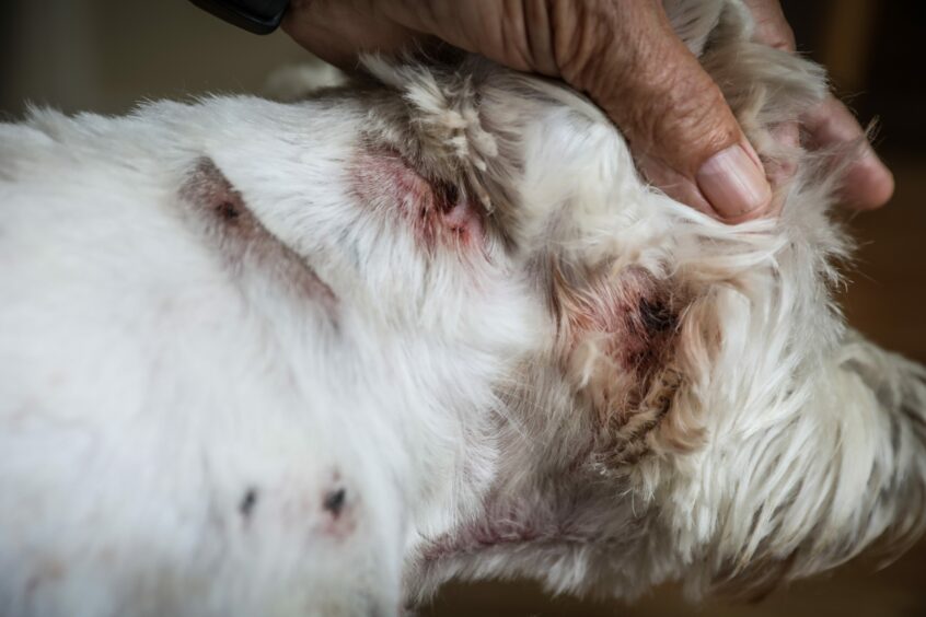 Charlie the Westie, injured by a Bull-type dog