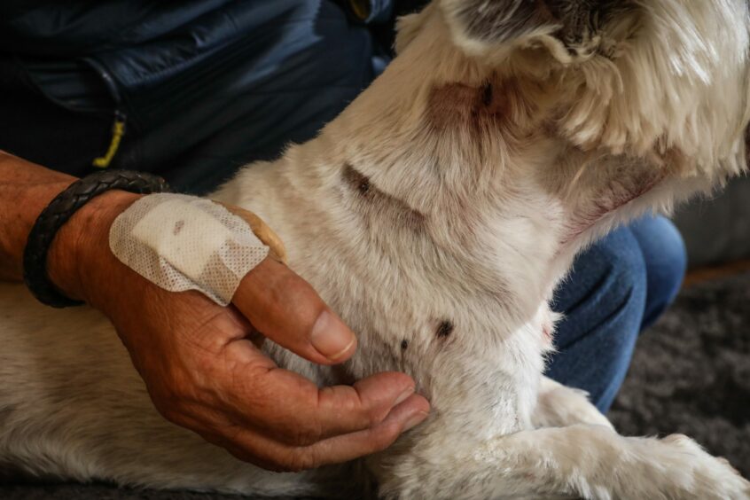 John and Charlie were both injured. Pictures show his wounded hand and the dogs injured side. Image: Mhairi Edwards/DC Thomson
