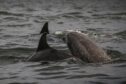 Dolphins in the Tay. Image: Mhairi Edwards/DC Thomson