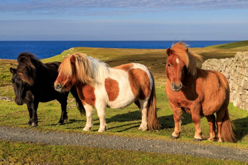 Three Shetland ponies in Shetland landscape.