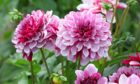 Dahlias are back in bloom for 2023. Image: Shutterstock.