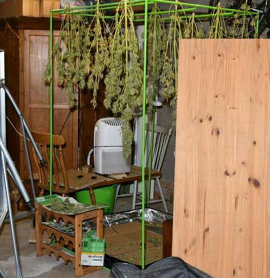 Cannabis crops in Angus dealer Toby Bishop's home. 