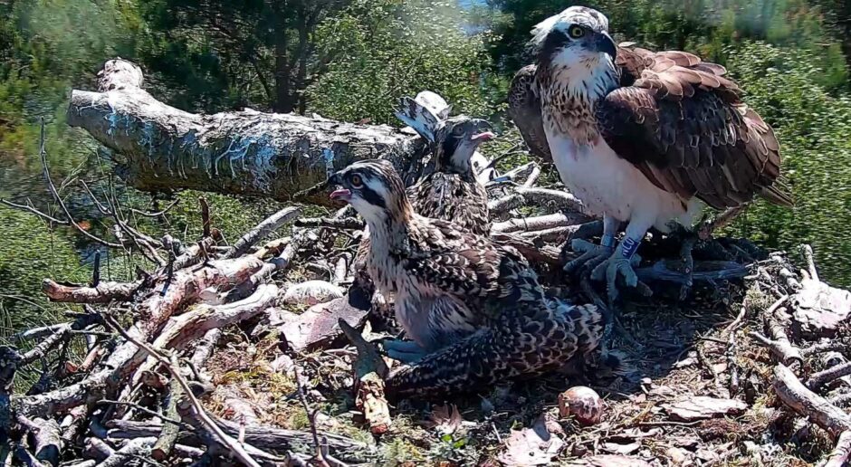 webcam image of ospreys on nest