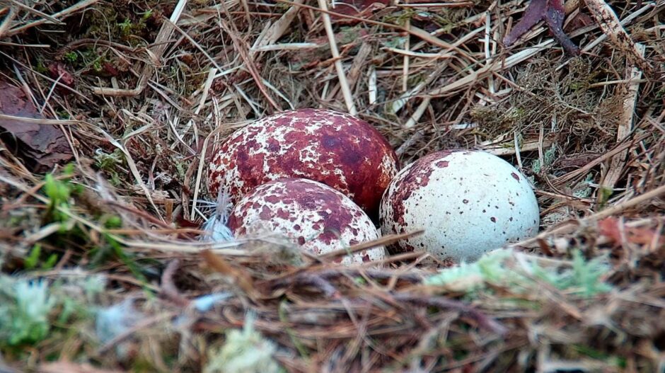 Three osprey eggs in nest at loch of the Lowes.