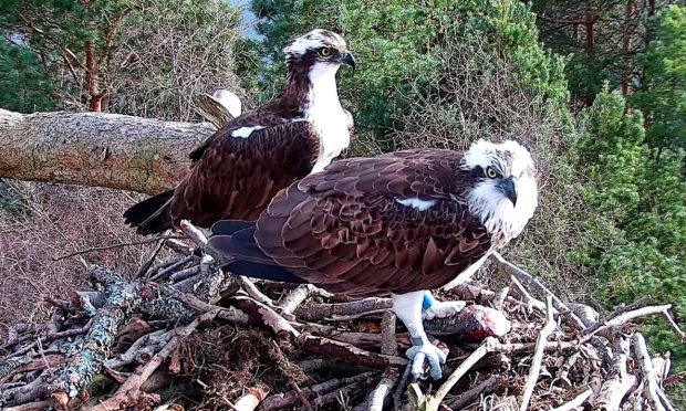 male and female osprey on Loch of the Lowes nest.