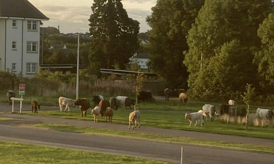 Escaped cows Broughty Ferry