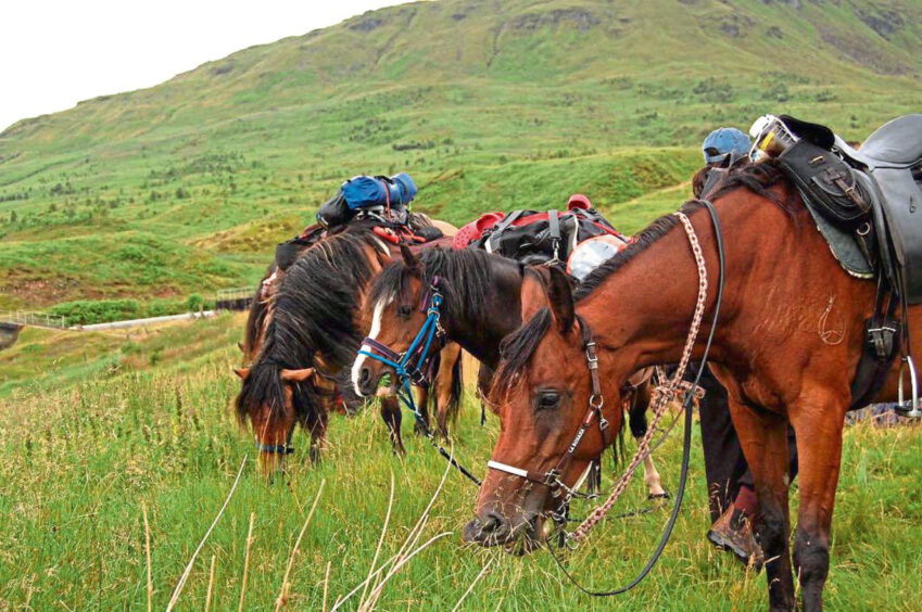 Horses enjoy a munch near Loch Lyon.