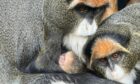 The De Brazza monkey baby being held by its parents.