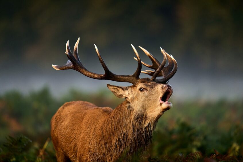 Red deer