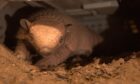 Baby armadillo born at Fife Zoo.