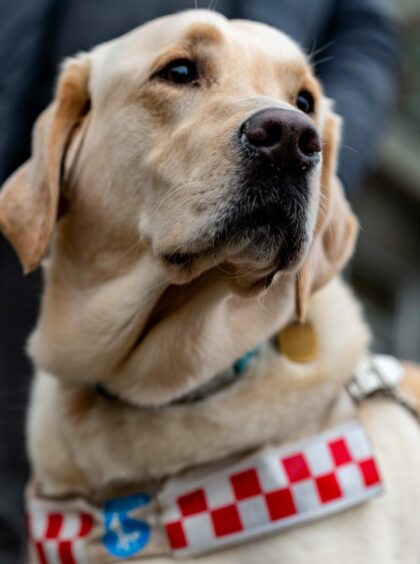 Some guide dogs will wear a red and white collar.