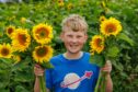 Angus Watt holding a bunch of sunflowers in a field at Drumtogle Farm in Perthshire.