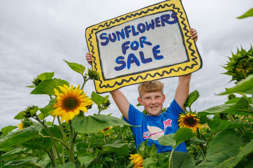 Angus Watt in a field of sunflowers holding a sign which reads 'sunflowers for sale'.