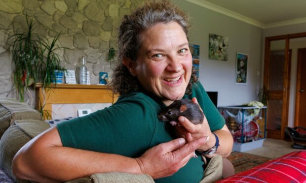 Danièle Muir who has had a whopping 70 rats over the last 20 years. Image: Kenny Smith/DC Thomson