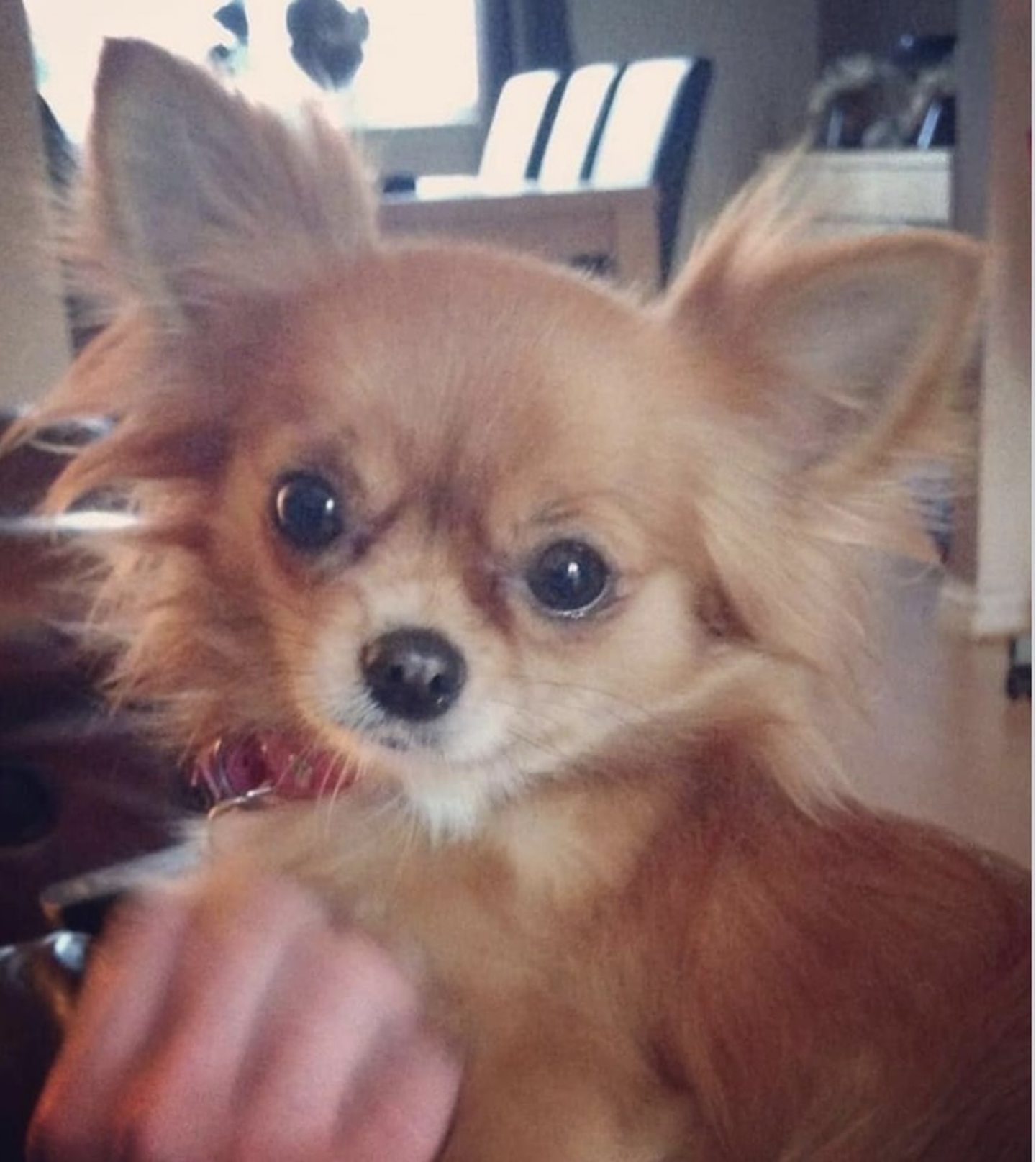 Chihuahua Lady before she disappeared from Monifieth home.