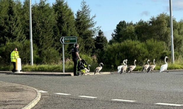 Police escorting the swans off the A90 at Brechin.