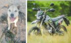 Levi the dog was killed by an off-road motorbike in Dundee