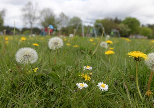 dandelions in overgrown grass next to football goalposts.