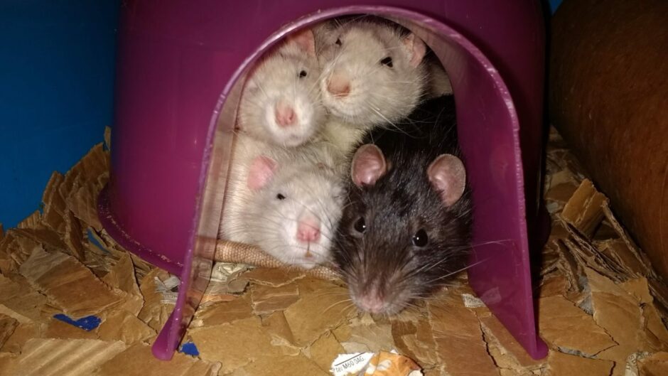 Some of Danièle's Perthshire pet rats cosied up in their igloo.