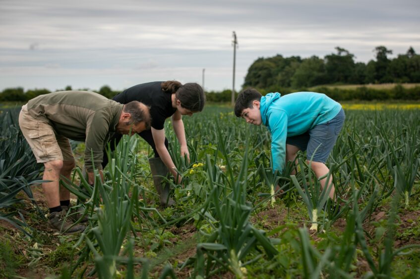 Erin and Calum in the onion field at Bellfield Organic Nursery harvesting.
