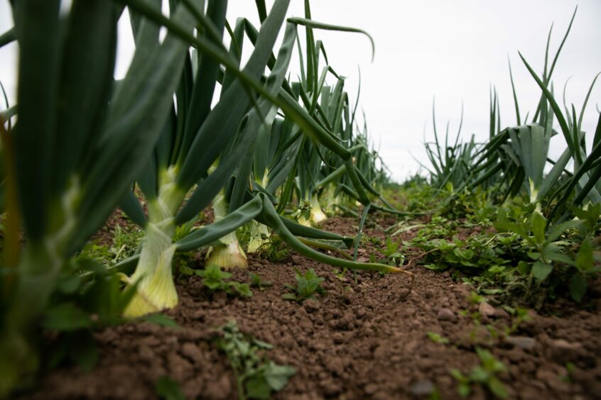 A row of onions planted in the field at Bellfield Organic Nursery.
