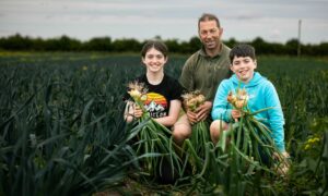 Erin, Derek and Calum Alexander harvesting onions at Bellfield Organic Nursery.
