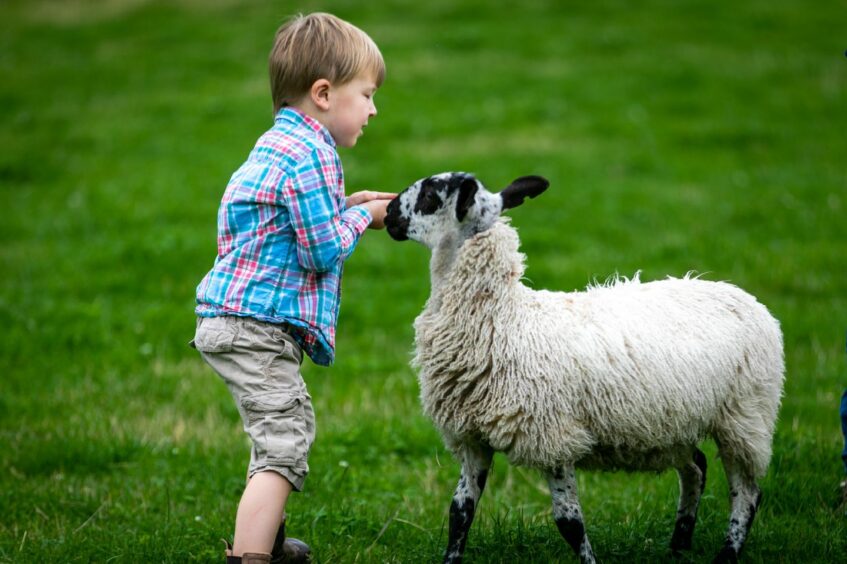 Fergus Sands, 4, and a small blackface sheep.