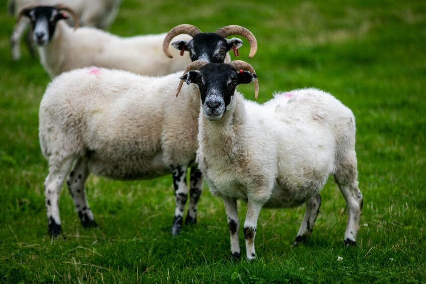 Recently clipped blackface sheep at Oakfield Farm.