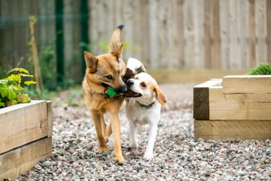 Hayley, a German Shepherd cross, and Tyson, a beagle, with heads together playing with a toy in the therapy garden at PADS.