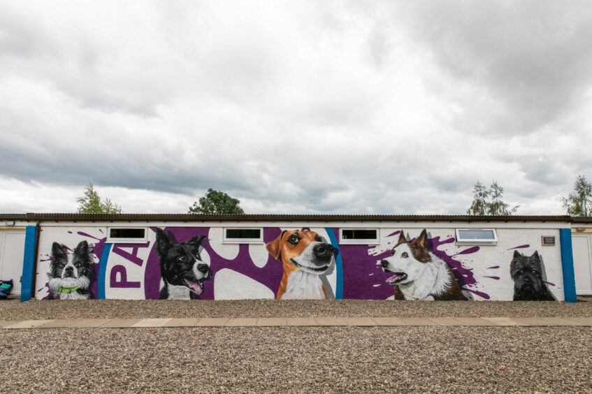 A mural at the PADS building showing a series of dog portraits.