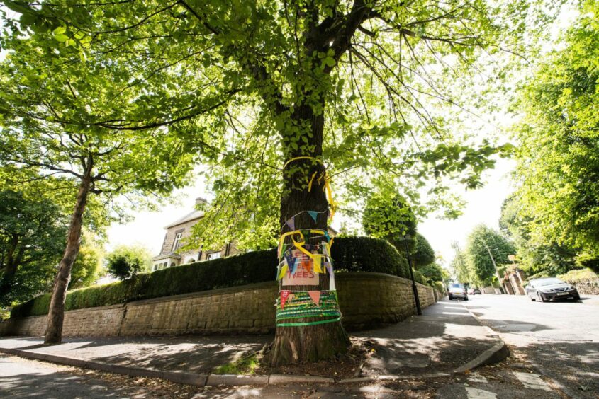 Sheffield elm tree covered in bunting and posters.