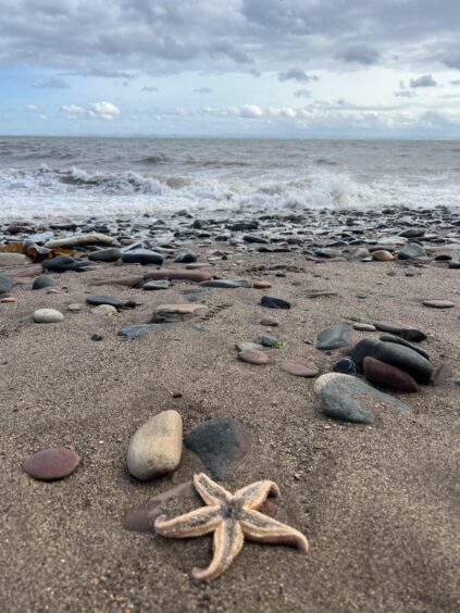 Starfish washed up on Fife coast with turbulent ocean waves in the background.