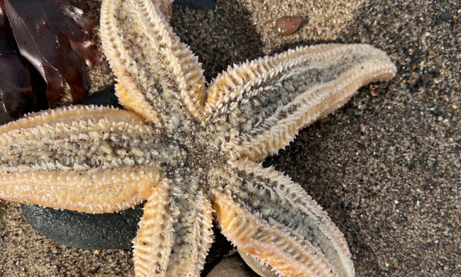 Close up of starfish.