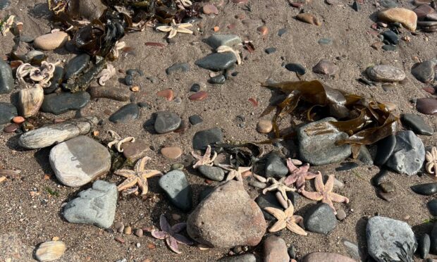 Hundreds of starfish washed up on Fife coast