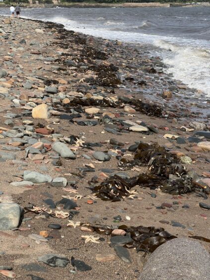 View of coastal path from Dysart to West Wemyss with thousands of washed up starfish.