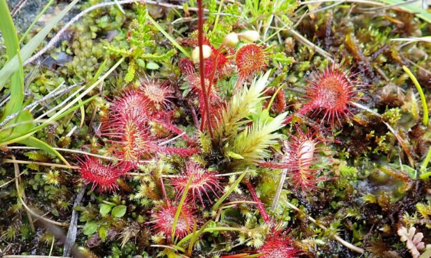 A sundew.