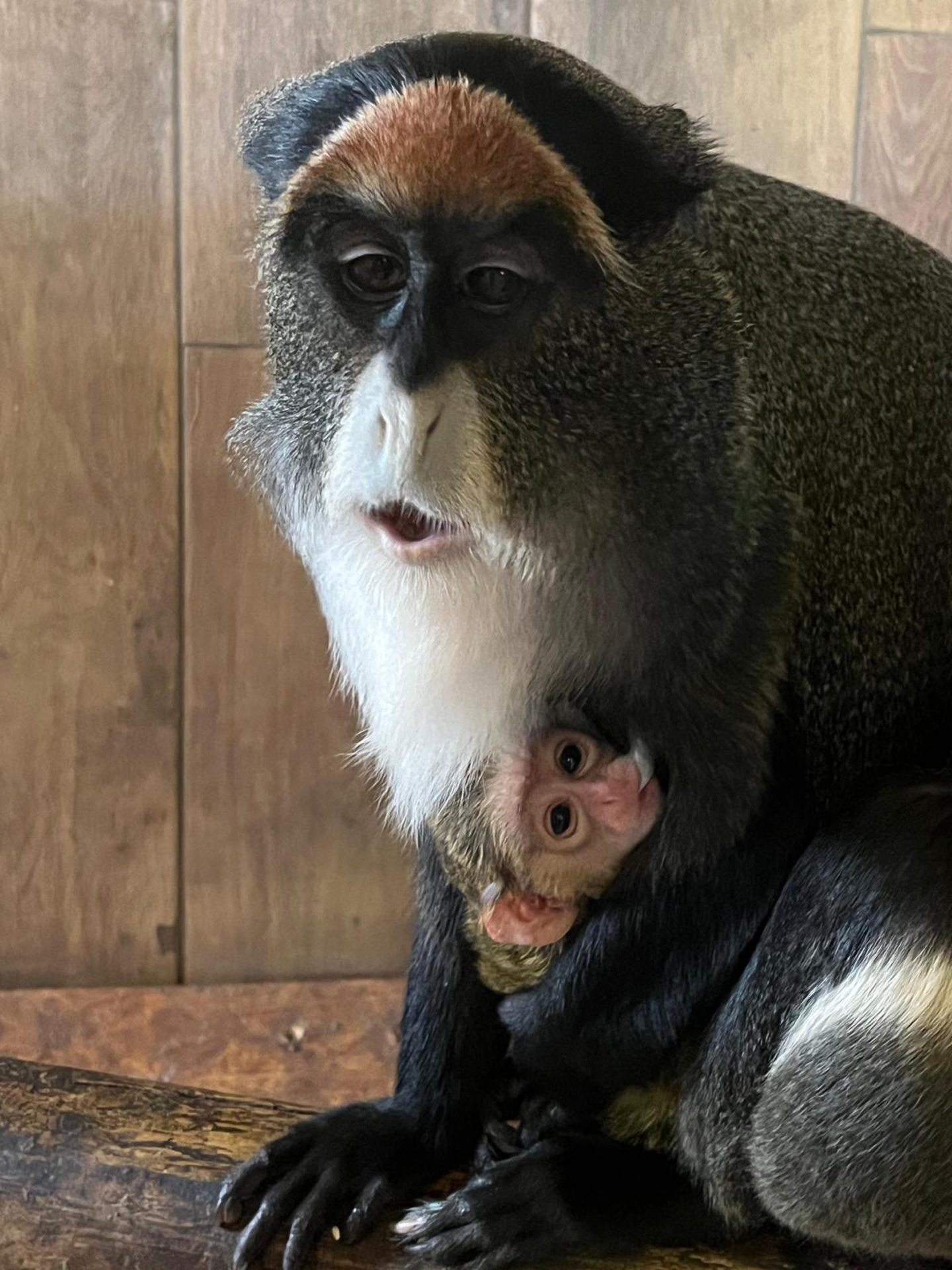 The baby monkey looking towards the camera.