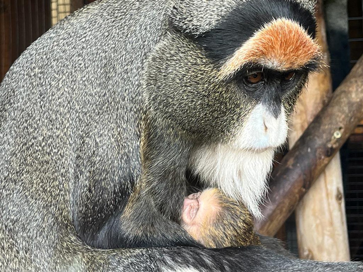 The baby monkey being held by its mother