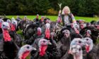 Charlotte Blackler, of Herb Majesty, has decided not to grow turkeys for Christmas this year. Image: Herb Majesty.