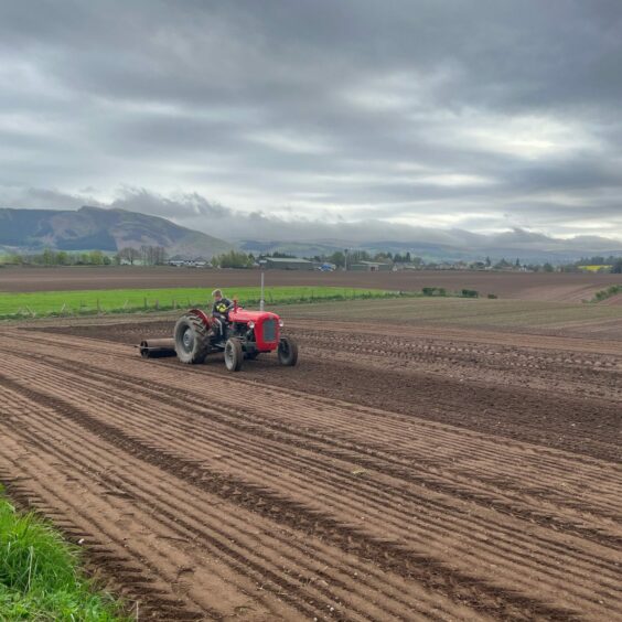 Angus Watt rolling the ground at Drumtogle Farm, while driving a red Massey Ferguson 35 tractor.