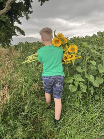 Angus Watt, from the back, walking through a field of sunflowers at Drumtogle Farm with a bunch over his shoulders.