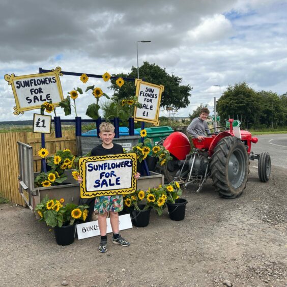 Angus and brother Henry selling their sunflowers at Drumtogle Farm road end in Aberuthven. Henry is seated on a tractor and Angus is holding a 'sunflowers for sale' sign.