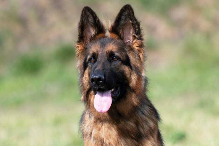 German Shepherd/ Alsatian dog