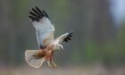 The marsh harrier is one of Scotland's rarest bird of prey. Image: S